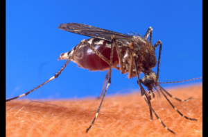 Dengue-mosquito.jpg