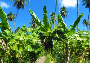 Dominica Banana Industry
