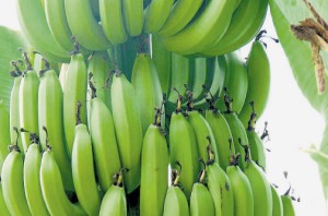 Dominica bananas