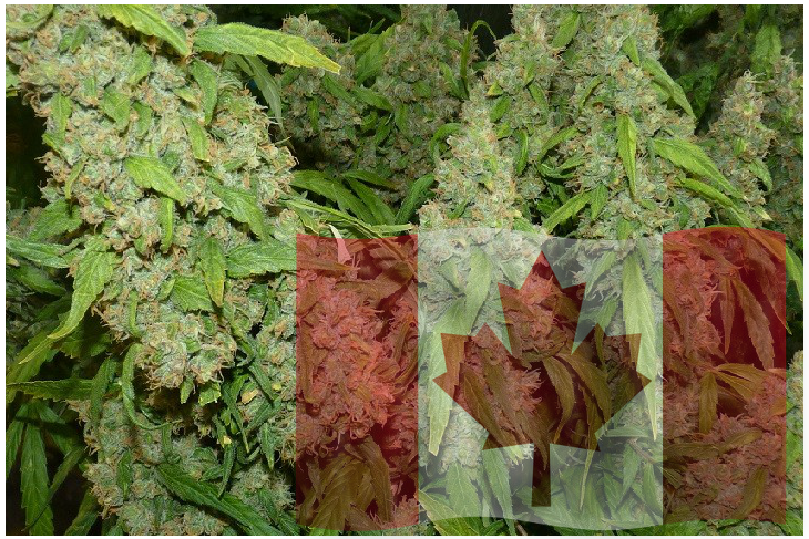 Recreational Cannabis Legal In Canada